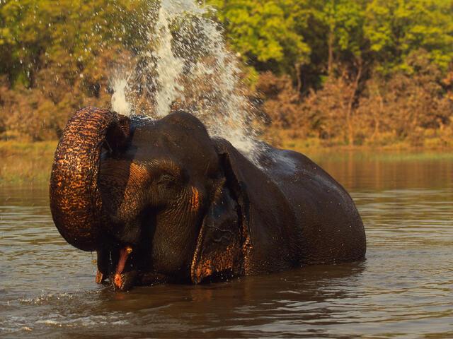 elephant